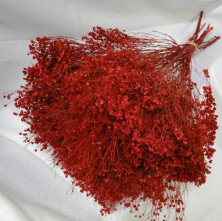 NATURAL AIR DRIED DYED RED BROOM BLOOM FLORAL FOLIAGE FILLER