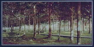 Grove,Bay View,parks,tre​es,leaves,trun​ks,Michigan,MI​,Detroit 