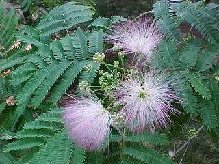   tree 50 seeds  3 50  mimosa tree forest pods of