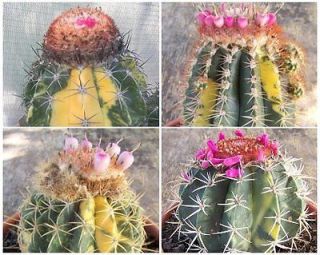 Melocactus VARIETY MIX variegated variegata globular cacti cactus seed 