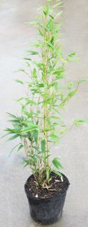 Live RED NARIHIRA FASTUOSA BAMBOO Potted Plant   Cold Hardy   Div fr 