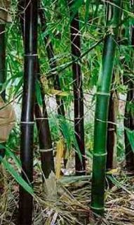 Bambusa Lako Timor Black Bamboo 15 Seeds Very RARE
