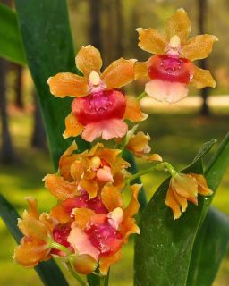 Mounted Orchid Oncidium Pacific Sunrise Hakalau 19 Fragrant 3 Spikes 