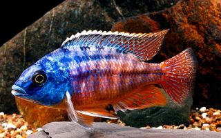 Tropical Fish African Cichlids 3 Protomelas taeniolatus (Red Empress 