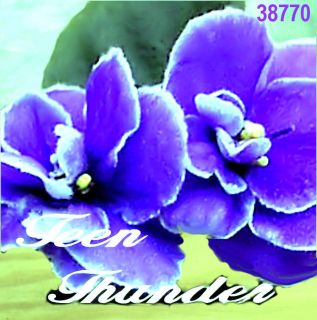 African Violet Plant Teen Thunder Plant in Pot. Semi. 09A15
