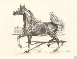 Arabian Horse Print Original Drawing by Bette Jalbert