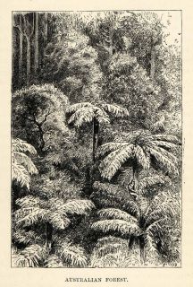 1879 Wood Engraving Australian Forest Australia Tree Underbrush 