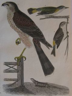 Alexander Wilson H C Antique Bird Print Sharp Hawk