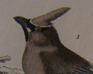 Alexander Wilson H C Antique Bird Print Woodpecker