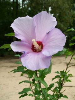 Purple Althea Rose of Sharon Plant Large Multiple Flowers Easy to Grow 