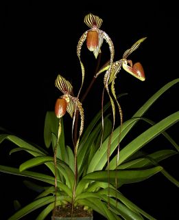 Paphiopedilum PEOY x William Ambler Orchid Hybrid