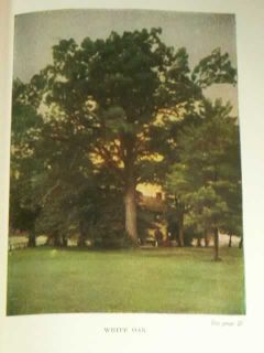 1934 Little Nature Library Trees Worth Knowing Julia Ellen Rogers 