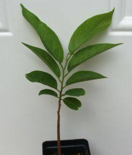 Annona Squamosa Sugar Apple Fruit Tree RARE Live Plant