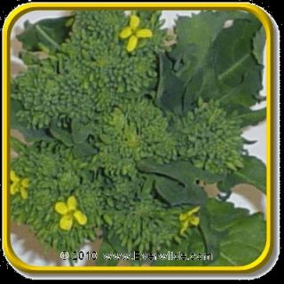 lb Early Fall Rapini Bulk Broccoli Seeds