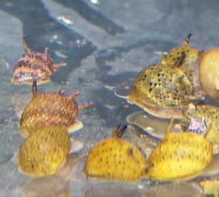   Horned Nerite Snails for Fish Tank Aquarium Algae Eating Snail