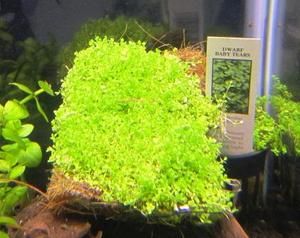 Dwarf Baby Tears Live aquarium Plant 3x5 inch mat 3x hemianthus 
