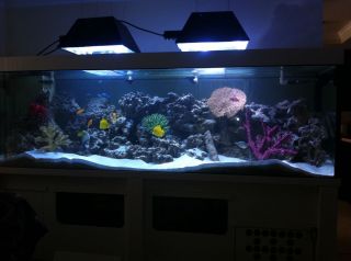 500 Gallon Tropical Fish Tank Aquarium and Stand