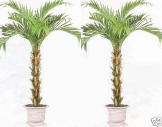 Silk Areca 10ft Palm Artificial Tree Real Wood Trunk