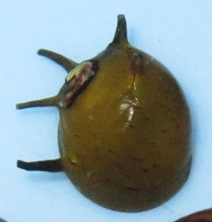 Live Thorn Nerite Snail for Freshwater Plant Aquarium
