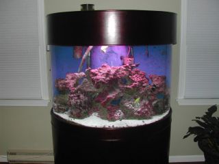   gal half semi circle curved glass aquarium fish tank wood stand canopy