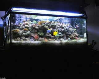 150 Gallon Oceanic Aquarium Reef Tank with Sump Lighting Chiller Etc 