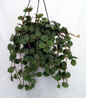 Hope Peperomia 6 Hanging Basket Easy to Grow Houseplant