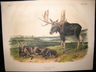 audubon quads imperial 1st folio 1845 moose deer 76 57960 p