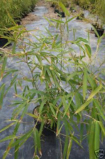 Striped Bamboo Plant Bamusa vulgaris Wamin Striata