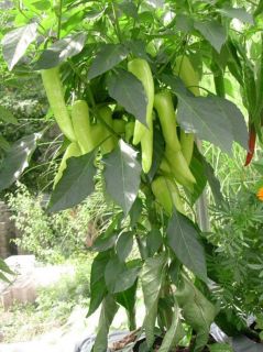 30 Sweet Banana Pepper Seeds Heirloom Same Day Shipping