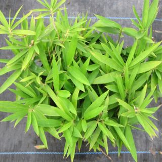 Live Pygmy Dwarf Bamboo Plant P Pygmaeus Cold Hardy Ground Cover 