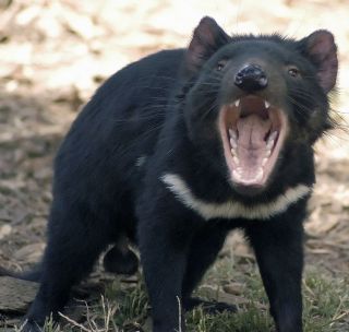 Tasmanian Devil screeches at an intruder while baring its teeth.