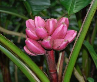 Pink Banana Plant Seeds Musa Velutina Grow Your Own Edible Fruit Tree 