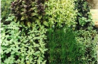 Six Herb Plants Chives Oregano Parsley Basil Sage Rosemary