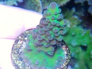 OA Aussie Blue Icicle Tort Acro Acropora Chalice Acan Zoos