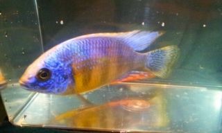 Live Tropical Fish African Cichlids 6 Protemelas Taiwan Reef 2 2 5 