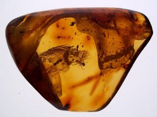 CHIAPAS (MEXICAN) AMBER WITH INSECT INCLUSIONS (ANTS) #MEX017