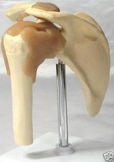 Human Shoulder Bone Muscle Joint Anatomical Model