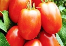 47 roma tomato 100 seeds
