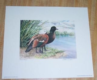  New Zealand Duck Stamp Press Proof Print   Signed by Adele Earnshaw