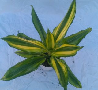 Dracaena Sol Tips Plant in 4 pot   Very Nice Color 6 10 inches tall