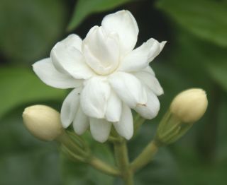 Fragrant Jasmine Arabian Nights Jasminum Sambac Rare Live Plant