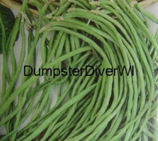 Green Yard Long Beans Asparagus Bean 25 Seeds Extra Long Pods 