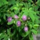   AMAZING Sensitive Plant Seeds Mimosa UNIQUE GREAT KIDS PROJECT