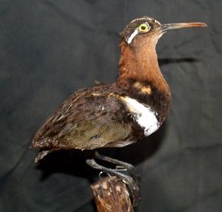 This specimen name is male Greater Painted Snipe Bird good quality 