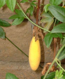 50 Passiflora Mollissima Seeds Banana Passion Fruit