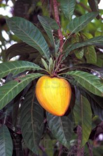 Live Egg Fruit Tree ☼ Sapote ☼ Canistel☼ Tropical Plant