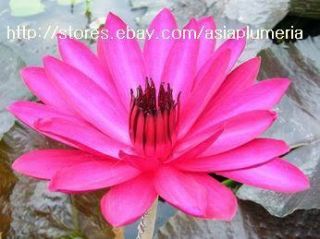 10 Live Maroon Beaty Water Lily Plants Bulb Freedoc