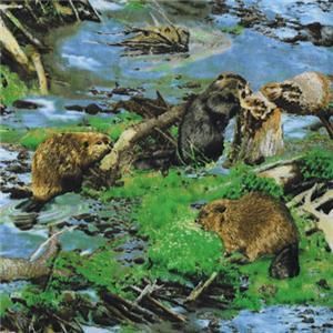 North American Wildlife Beavers Cotton Quilt Fabric