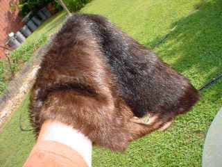 Natural Black Color Beaver Pelt Tanned Fur Hide Skin