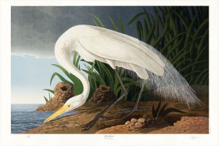 Bernard Loates Audubon Great Egret Lithograph Signed